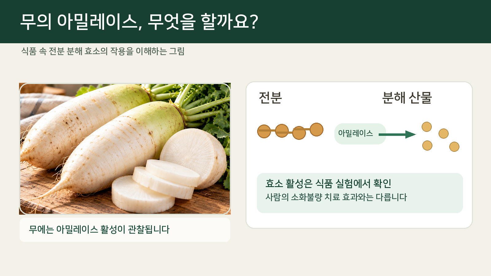 흰 무의 절단면 옆에서 전분이 아밀레이스에 의해 더 작은 분해 산물로 나뉘는 과정을 보여 주는 설명 그림