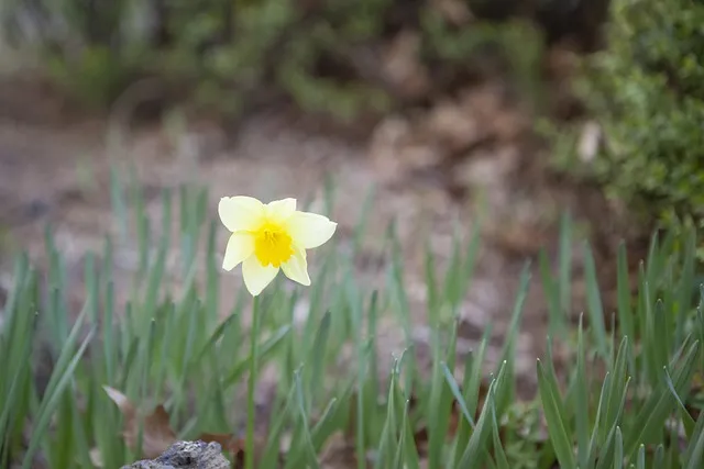 정호승 봄길 명시 10선_1