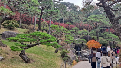 단풍명소_화담숲_소나무정원
