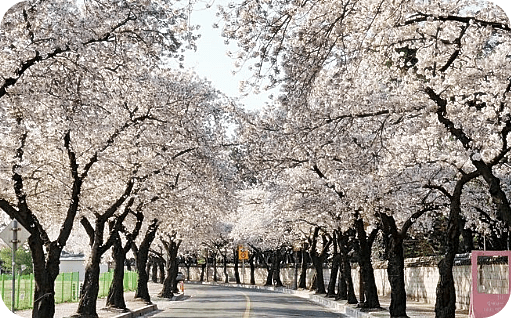경주 벚꽃축제 명당은 어디에?