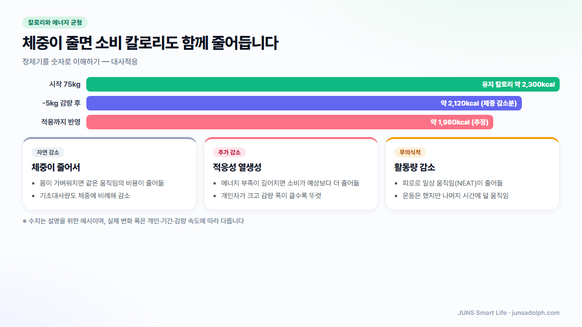 체중 감소에 따른 유지 칼로리 변화와 대사적응 도식