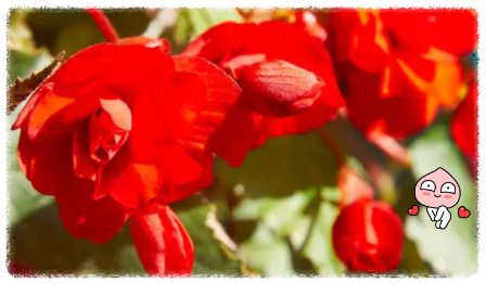 구근 베고니아 예쁜 꽃을 피우는 공기 정화 식물