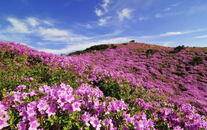 소백산철쭉제