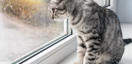 고양이