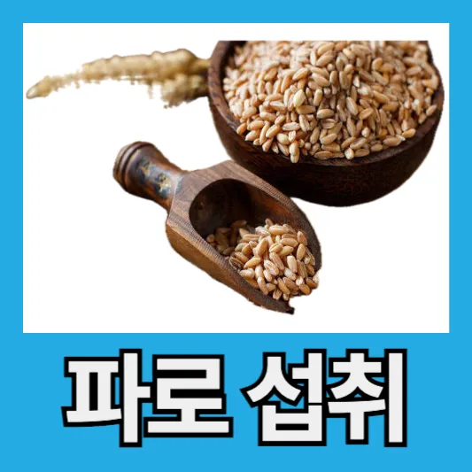 파로 섭취 방법