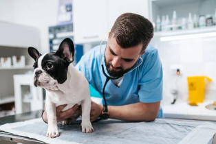 강아지 췌장염/출처:어도비스톡