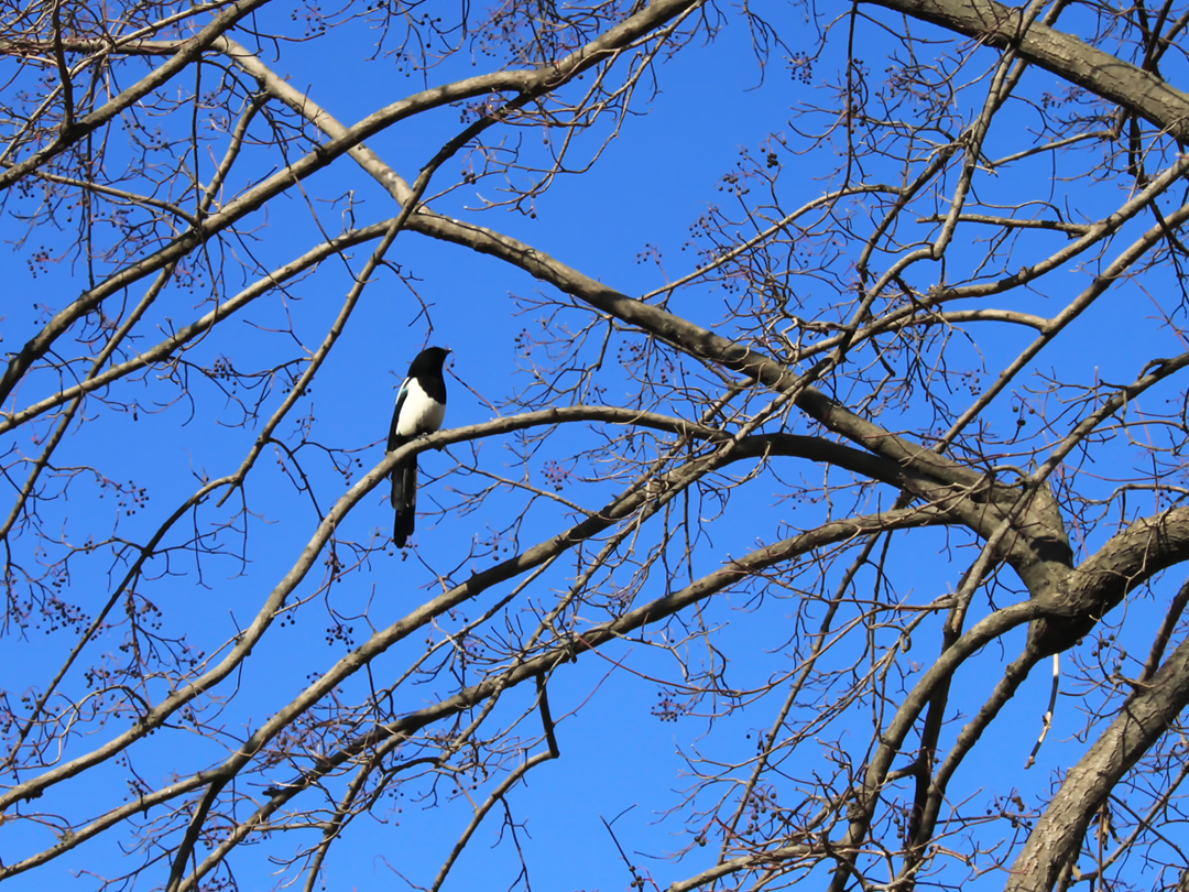 나뭇가지에 앉은 까치 저작권 없는 고화질 무료이미지 다운로드