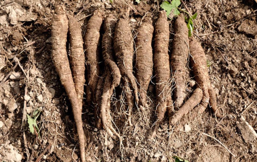 방금 캔 생방송투데이 정선 더덕