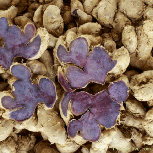 혈관 염증 완화에 좋은 파비플로라, 흑생강