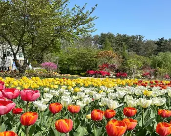 피나클랜드 튤립 수선화 축제_16