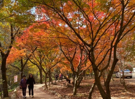 내장산 단풍