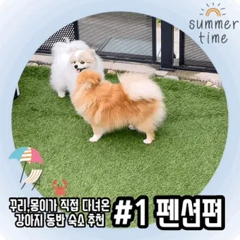 강아지 동반 애견 동반 여행 국내 베스트 10_28