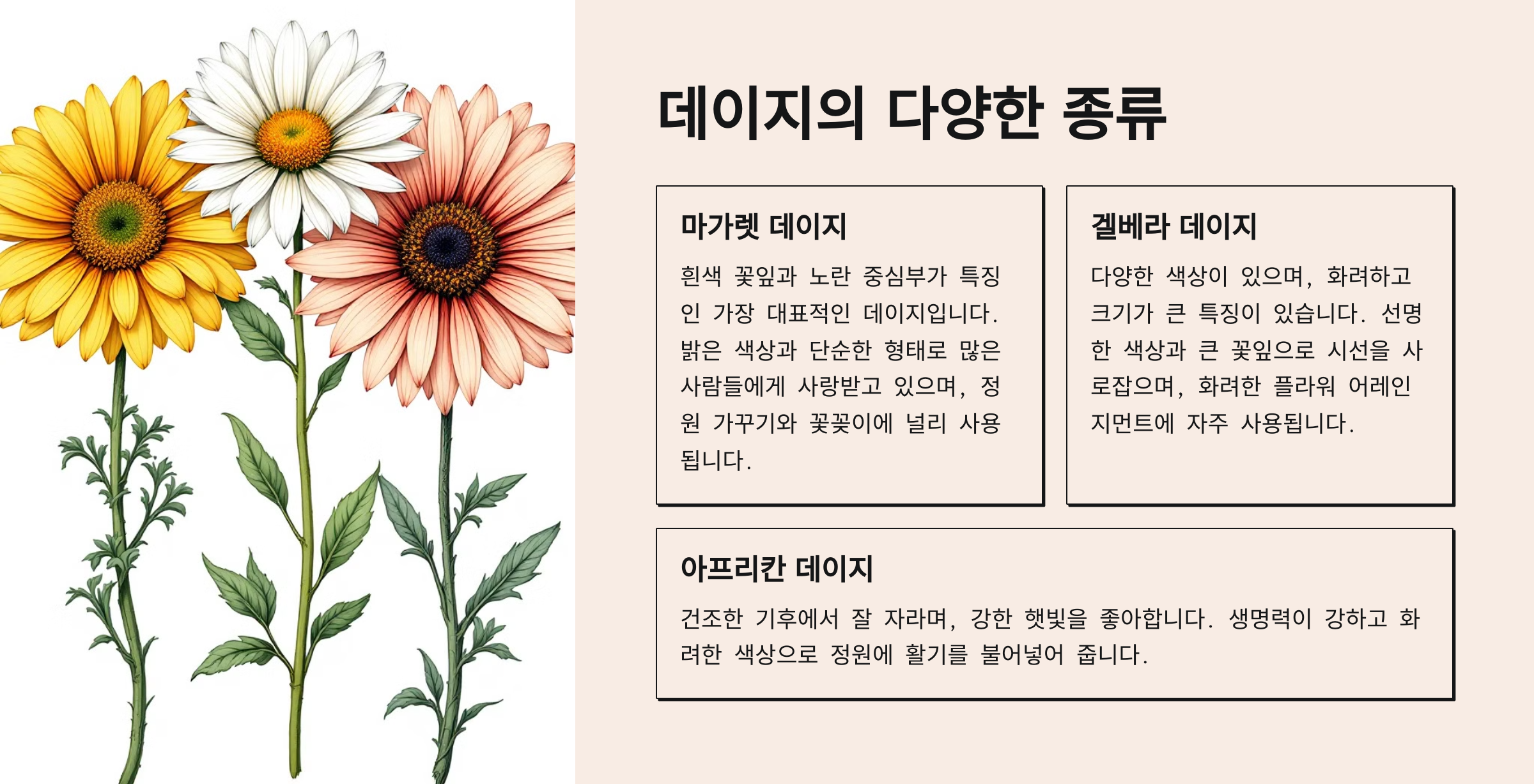 데이지 꽃