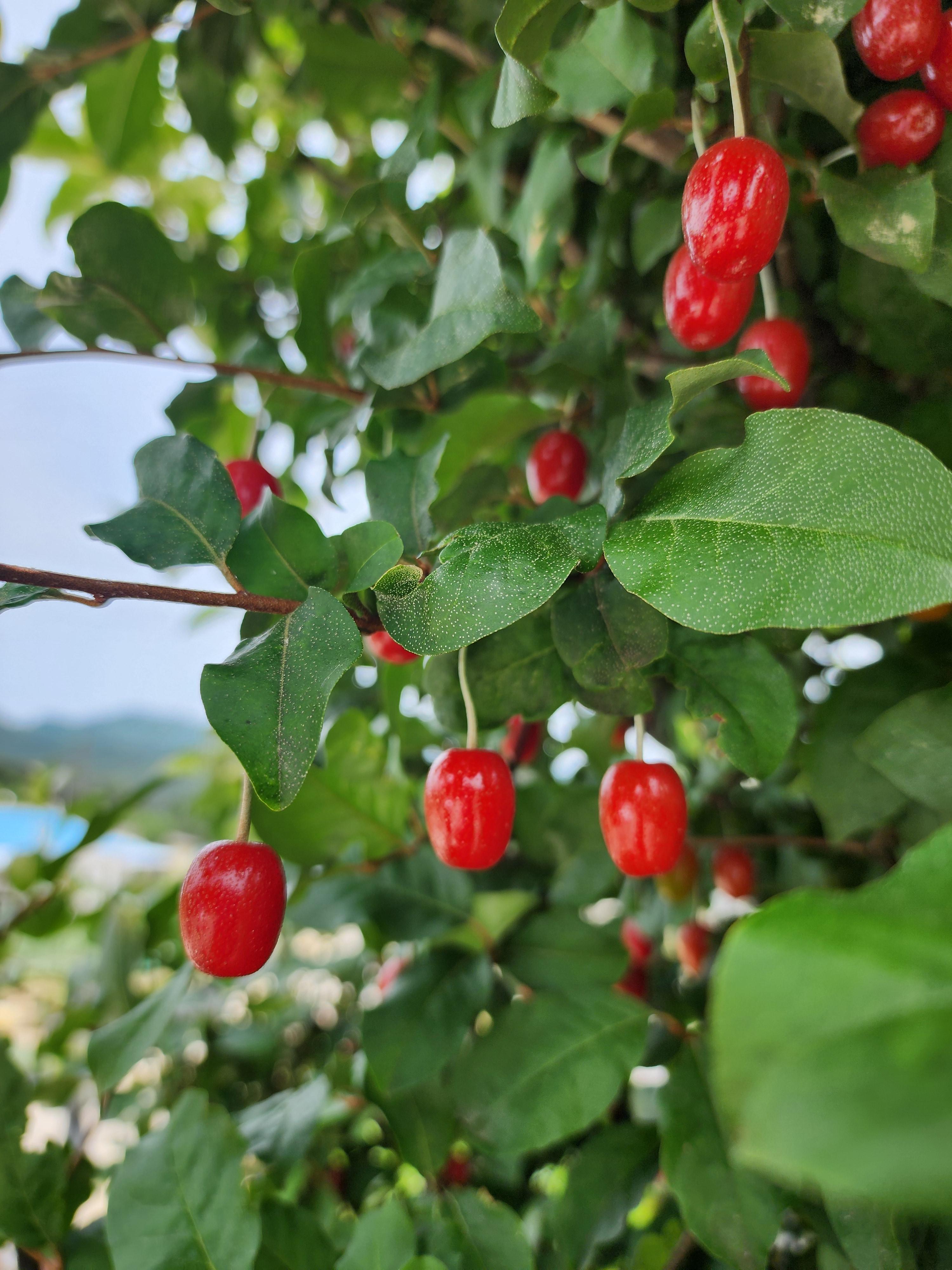 보리수 - 열매&amp;#44; 수확 시기&amp;#44; 효능&amp;#44; 부작용&amp;#44; 먹는 법&amp;#44; 불교와의 관계&amp;#44; 재배 방법 