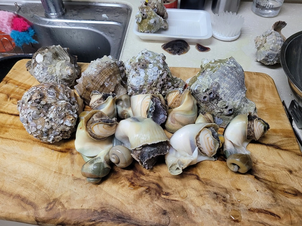 쿡셀곰솥찜기로 삶은 소라