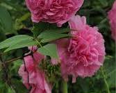 겹접시꽃 이미지 사진