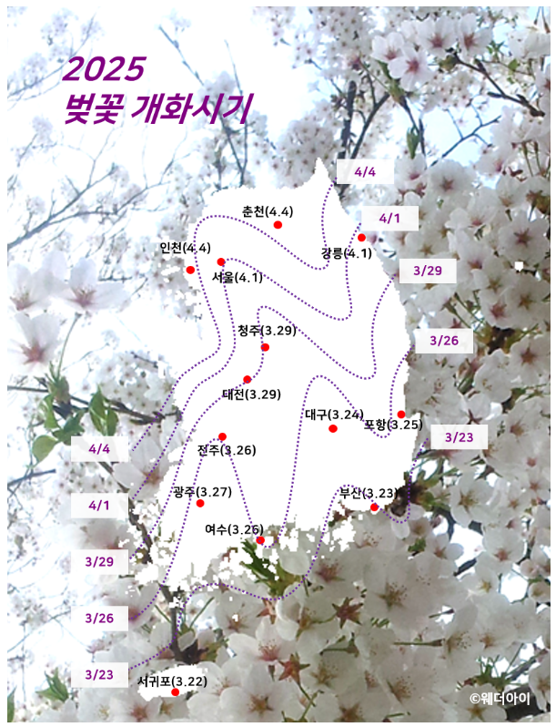 2025 개화시기 예측 