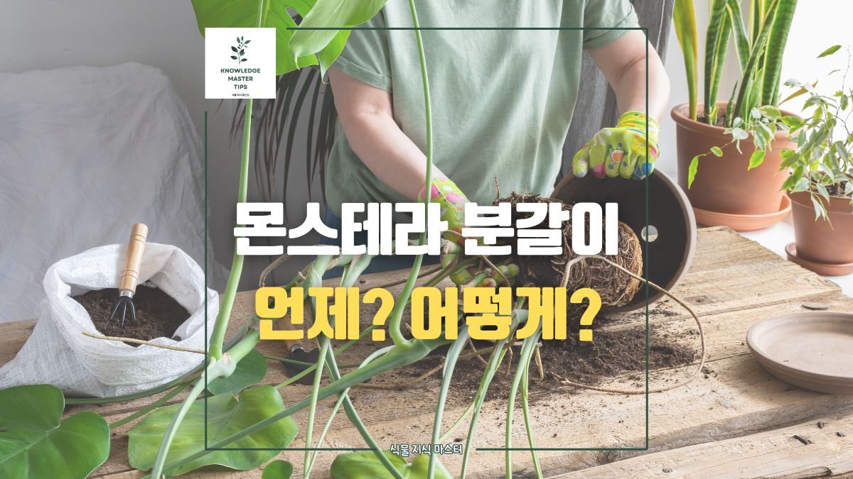 몬스테라 분갈이, 언제 어떻게 해야할까?