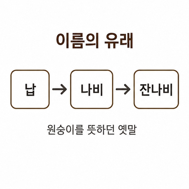 잔나비라는 이름의 변화 과정, 옛말 납에서 나비를 거쳐 잔나비로 굳어진 흐름을 나타낸 도해