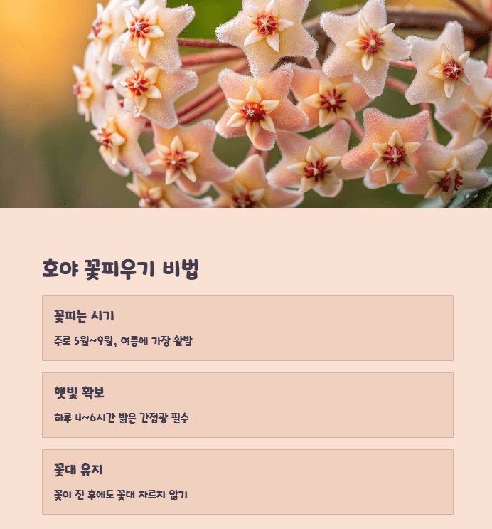 호야 꽃피우기