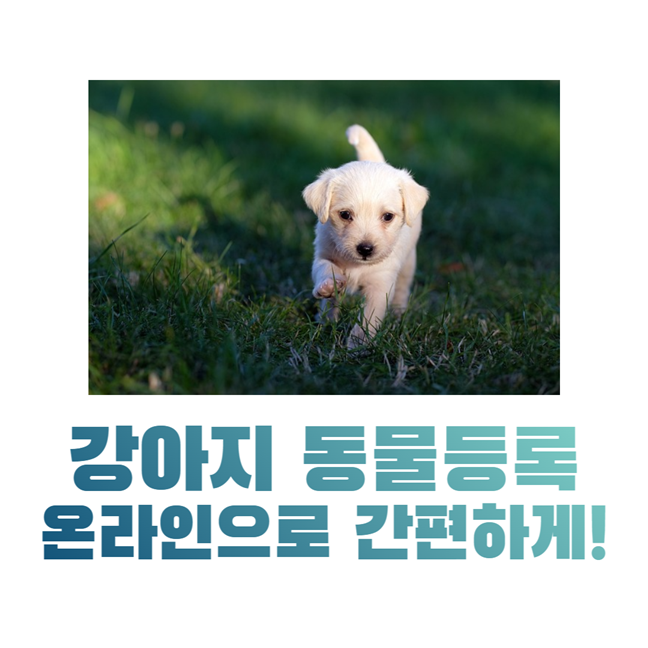 강아지 동물등록