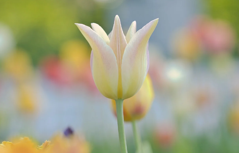 어린이와 함께하는 반려식물