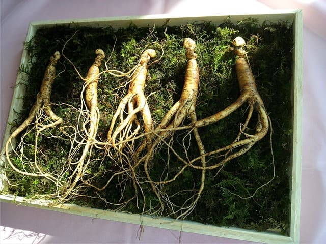 red ginseng