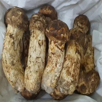 송이버섯 먹는법 요리법을 정리_17