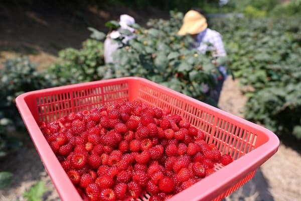 🍓 산딸기 곰팡이 막는 법! 세척부터 보관법까지.. 오래 보관하는 꿀팁 방출!
