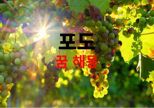 포도꿈은 어떤 의미일까. 길몽? 태몽?(포도 먹는 꿈, 포도 따는 꿈, 포도 받는 꿈 해몽, What does it mean if grapes appear in a dream )