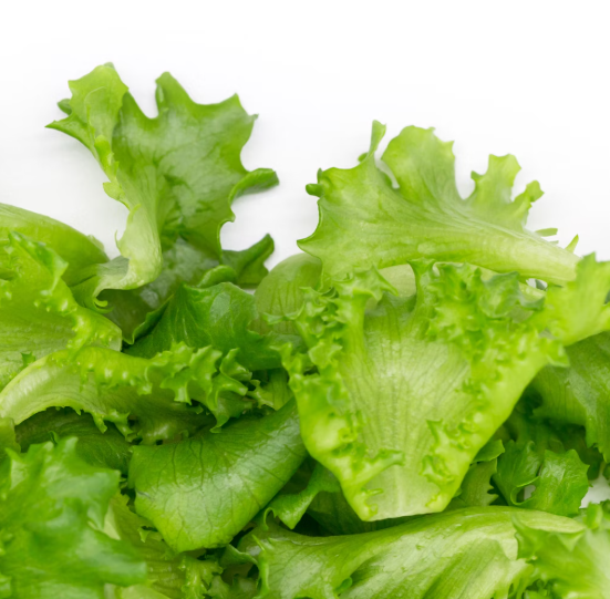 상추의 기막힌 효능 부작용 영양성분