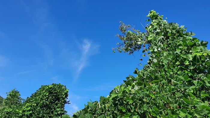 히알루론산콜라겐엘라스틴니뭐니