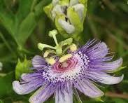 시계초 이미지 사진