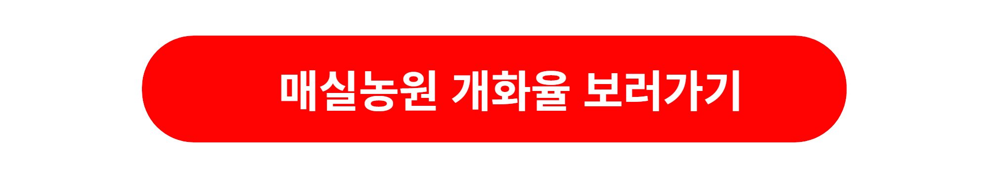 광양 매화꽃축제 개화시기