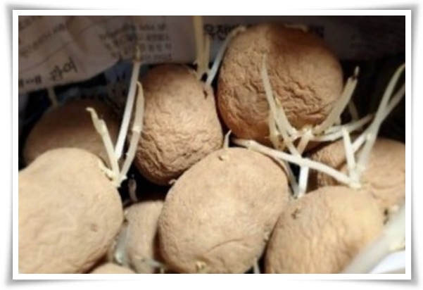 텃밭관리 &quot;3월에 심기 좋은 작물&quot; 감자 당근 상추 시금치 대파 비트 완두콩 ...