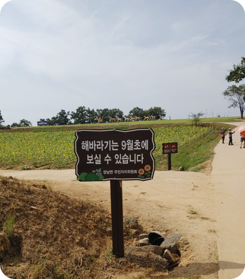 연천 호로고루 해바라기는 9월 초부터 볼 수 있어요