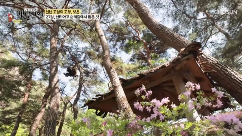 식객 허영만의 백반기행 299회 정일우의 보은 밥상 충북 보은 자연산 버섯전골 맛집 구병산골가든