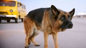 《팔마 (A Dog Named Palma, 2021)》 – 줄거리, 인물, 감상 포인트, 수상, 제작 비하인드
