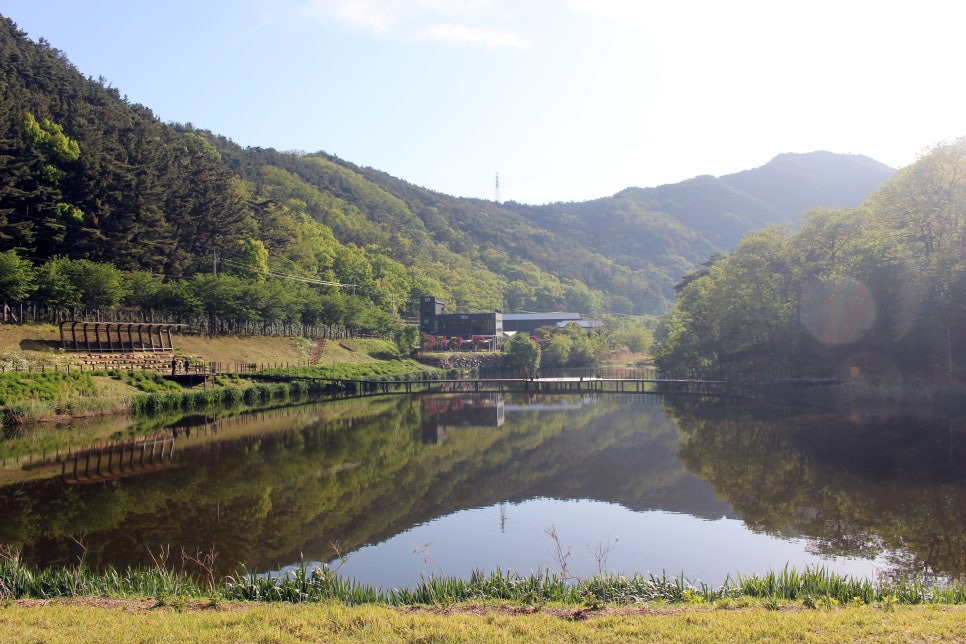 대구 진밭골산림공원 샤스타데이지 개화 시기 및 위치, 주차 정보 총정리