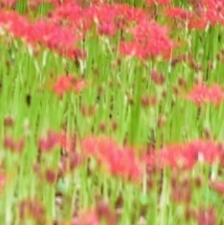 영광불갑산 상사화축제 기간 행사일정 예매하기 가을 꽃축제