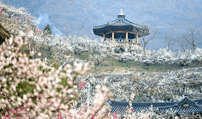 2025년 광양 매화축제 주차장 관련 사진