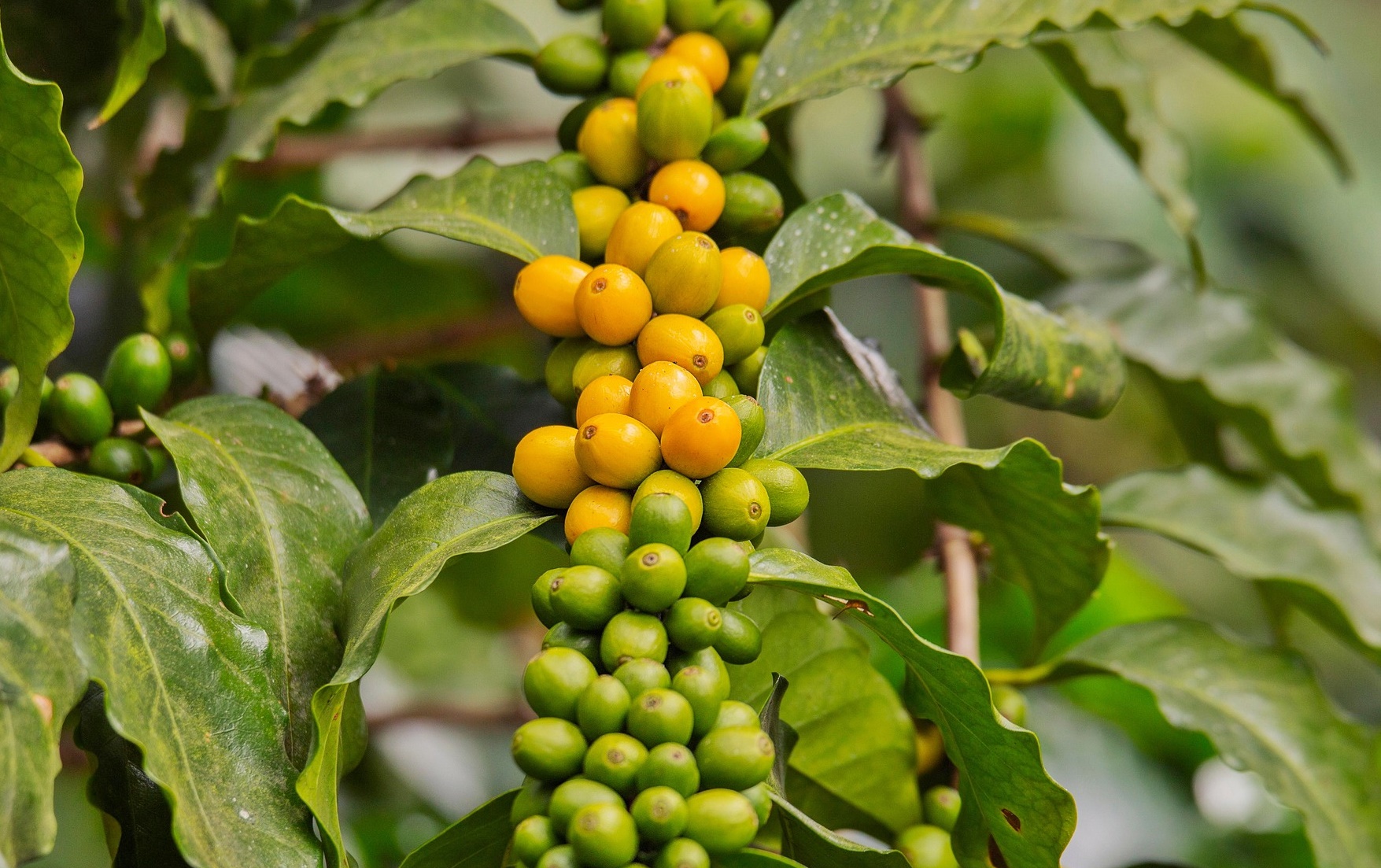 2050년이면 커피를 못 마신다? 기후 리스크가 바꿀 디저트의 미래!