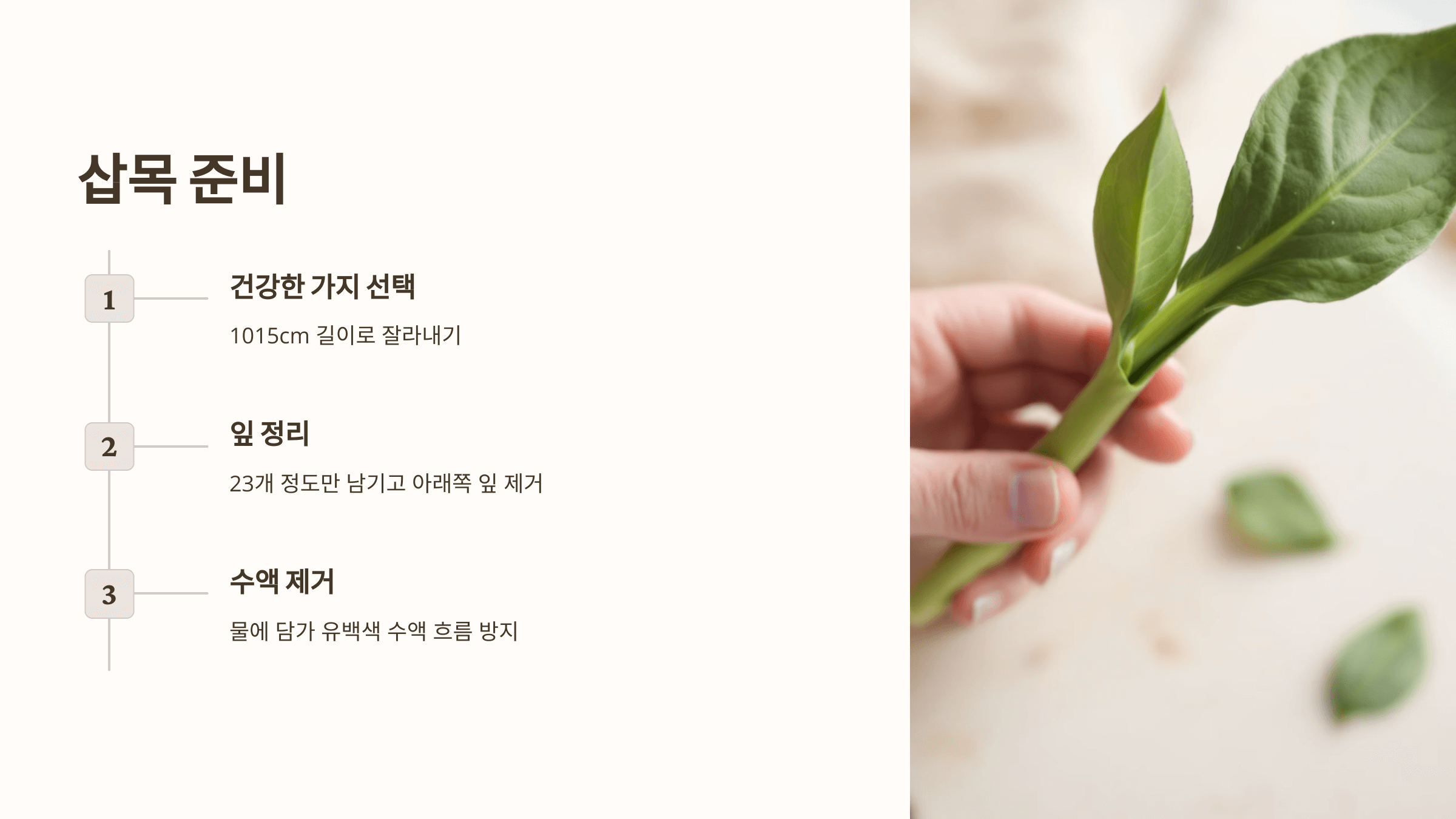 고무나무와 관련된 사진입니다.