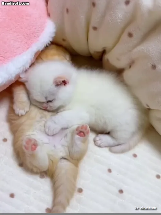 img.webp?credential=yqXZFxpELC7KVnFOS48ylbz2pIh7yKj8&expires=1767193199&allow_ip=&allow_referer=&signature=O3Sfzc1NkT%2Bgpq7MpMKfTp8XvI0%3D