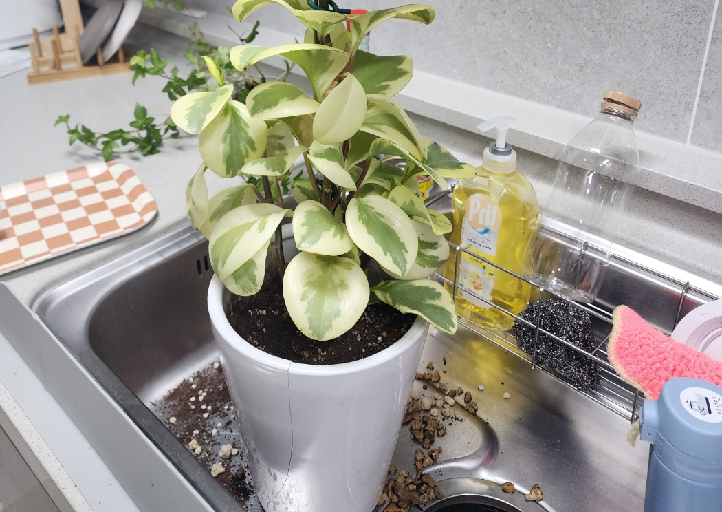 깨진화분과 칼라페페