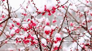 광양매화축제 기간 및 주차장 안내