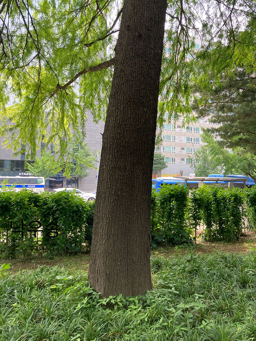 낙우송