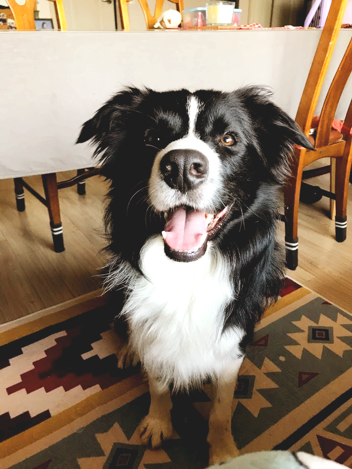 놀아달라는 행동