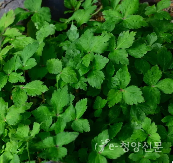 참나물 재배 반그늘 키우기 물 관리 잎 수확_3