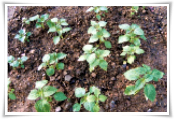 텃밭 "6월, 들깨 심으세요!" 고소함 가득 씨앗부터 수확까지 완벽 가이드!